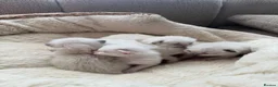 Ragdoll cats for sale: 5 Stunning Ragdoll dolls  - Advert 15