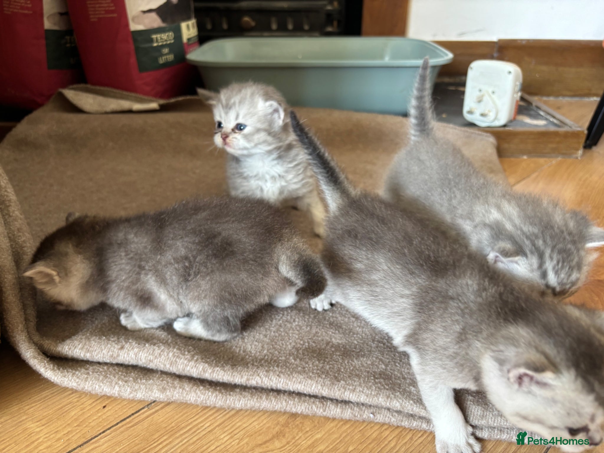 British Shorthair cats for sale: Beautiful family of stunning BSH and Blue - Advert 11