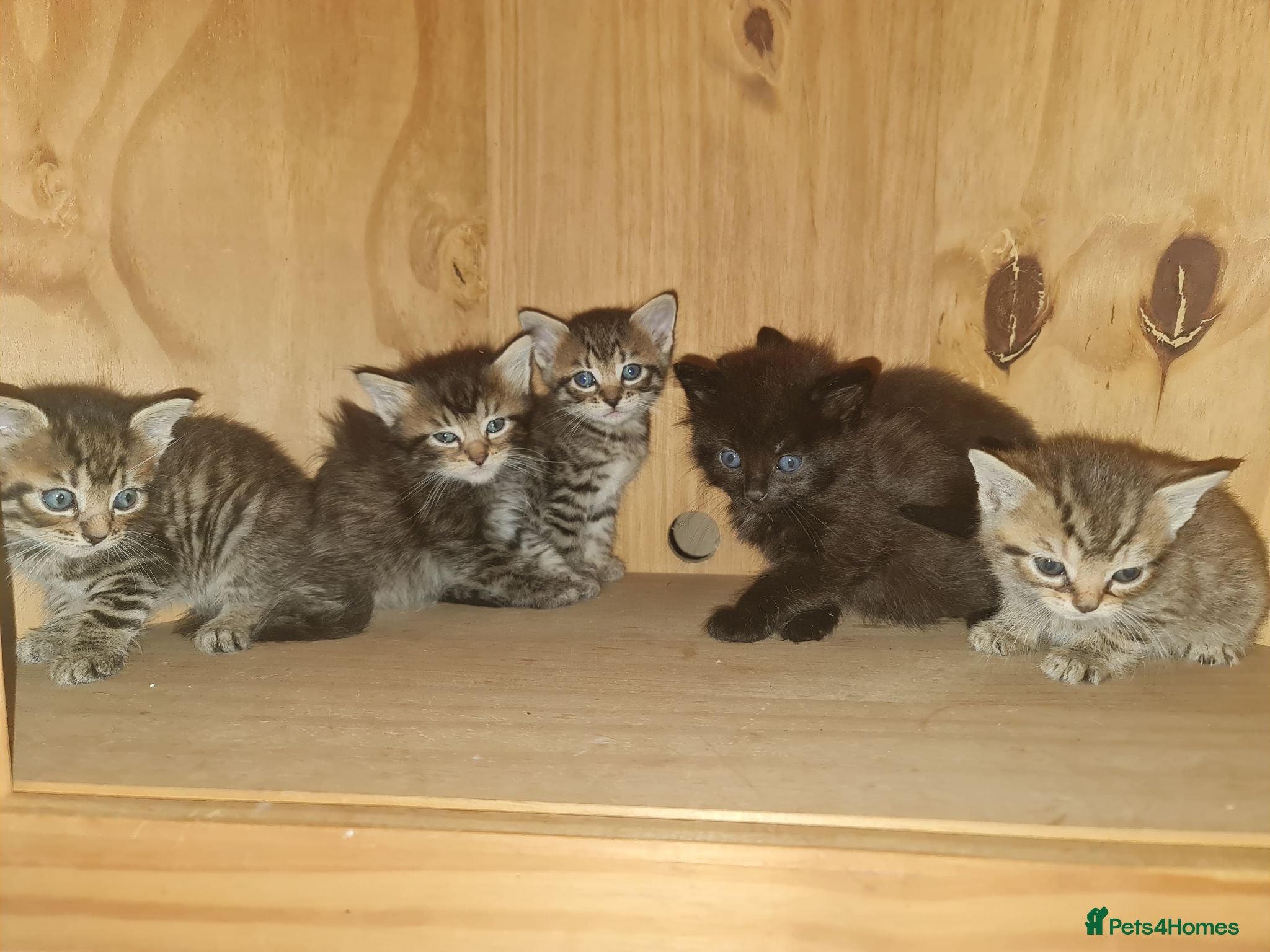 Mixed Breed cats 5 kittens for sale  - Advert 2