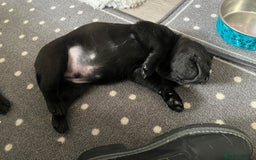 Labrador Retriever dogs for sale: 8 super Labrador pups 4 girls 4 boys**NEW PHOTOS** - Image 17