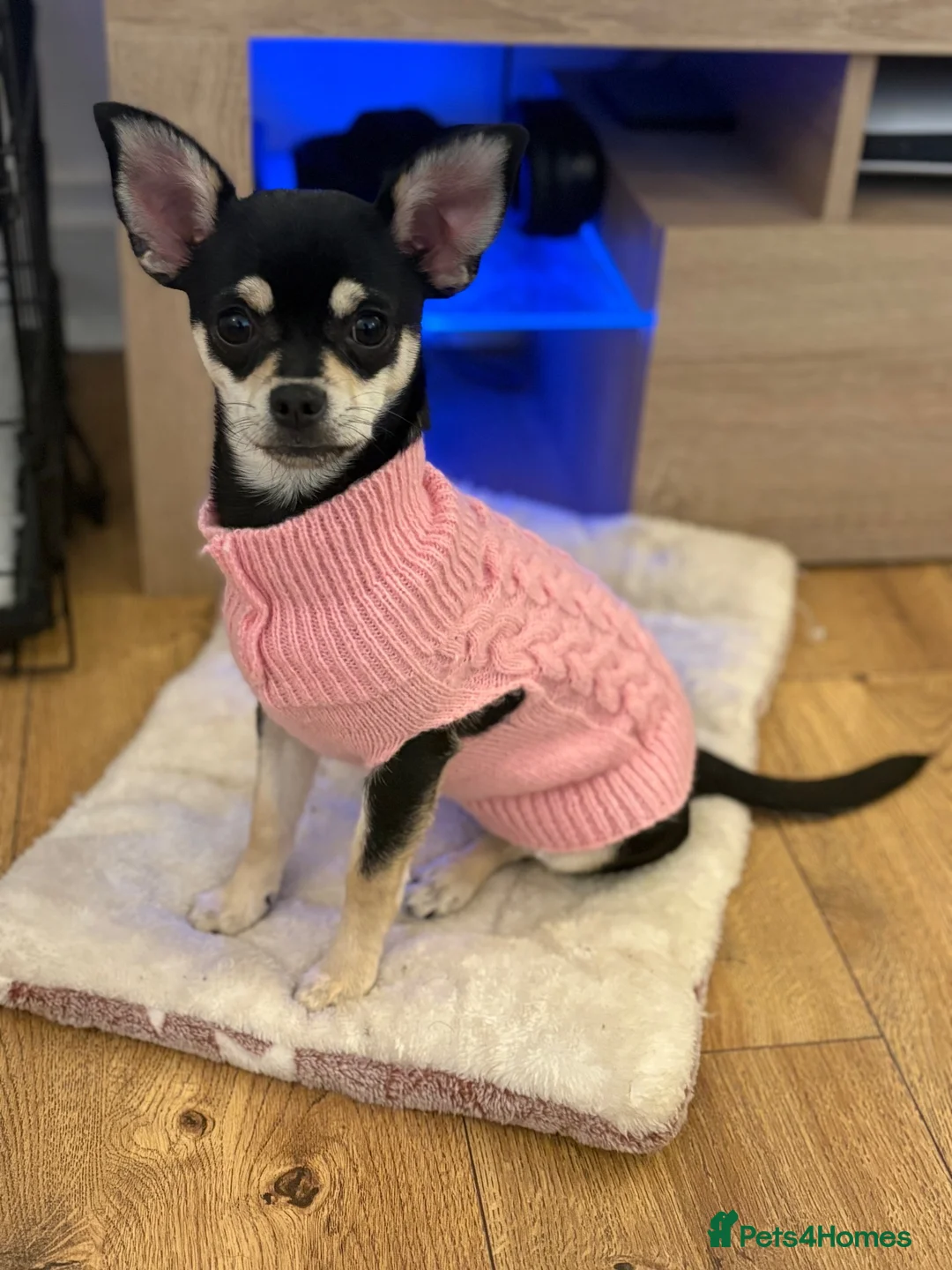 Mixed Breed dogs for sale: Minnie – Beautiful 21 Week Old Girl Puppy 💕 - Advert 2