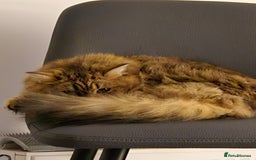 Persian cats for sale: Needing a new home - Advert 2