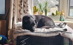 Mixed Breed dogs for adoption: Little Lucky - Image 8