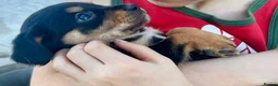 Mixed Breed dogs for sale: Cavalier x kelpie - Advert 5
