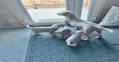 Labrador Retriever dogs - Advert 6