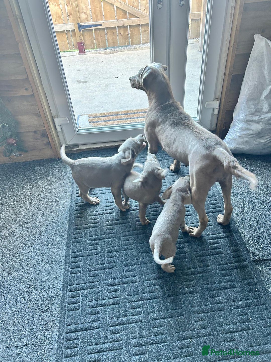 Labrador Retriever dogs for sale: Silver Labrador  - Advert 5