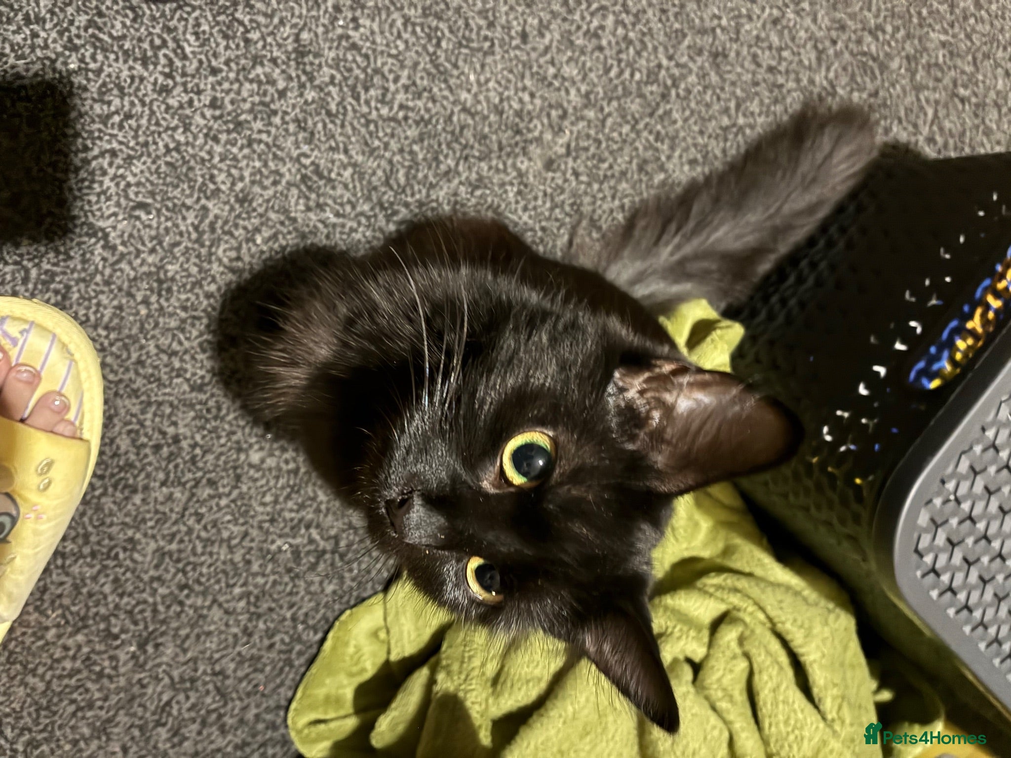 Mixed Breed cats Grey Kittens - Advert 1