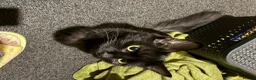 Mixed Breed cats for sale: Grey Kittens - Advert 1