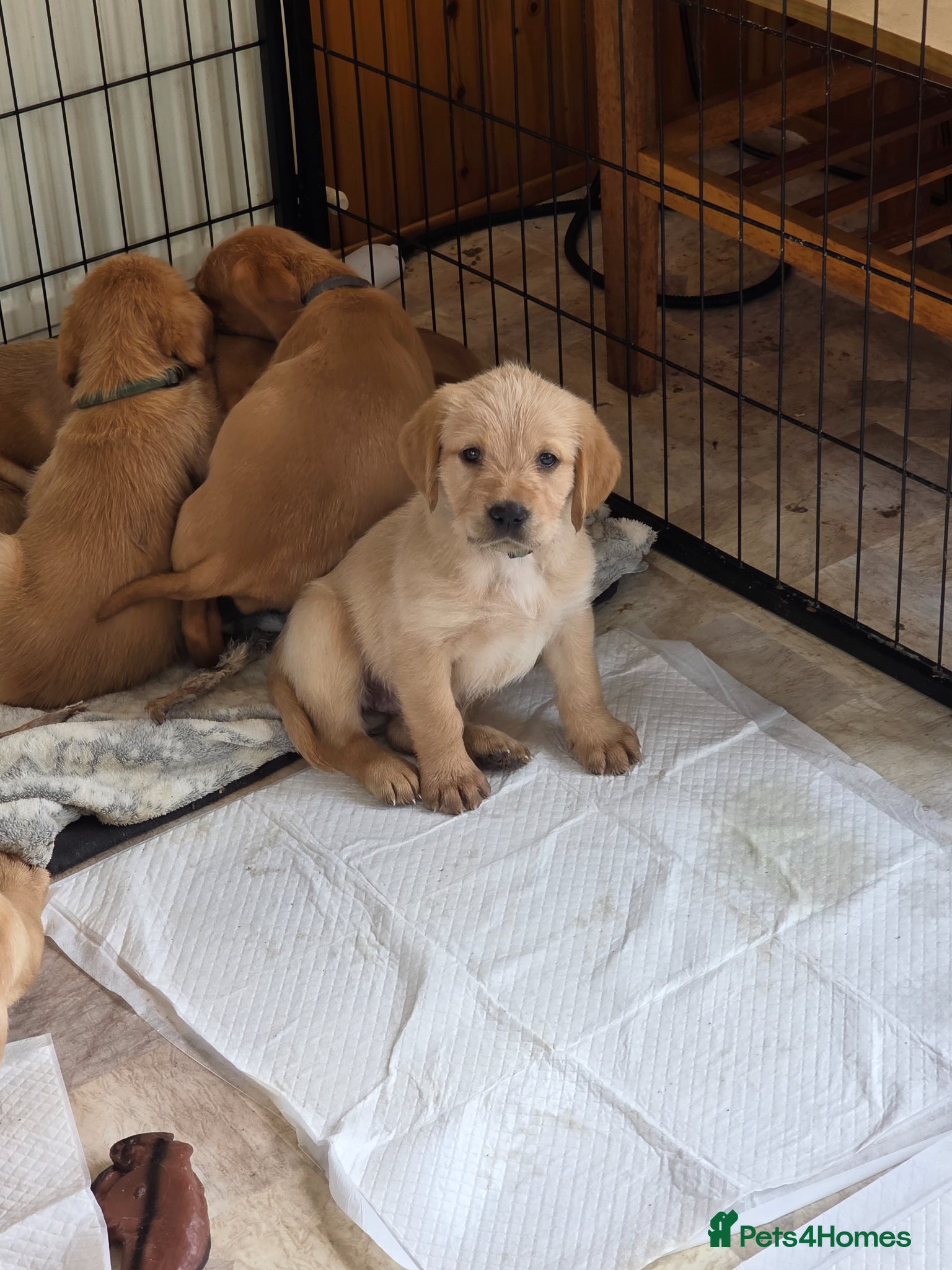 Mixed Breed dogs 3 left Labrador x Vizsla Puppies  - Advert 1