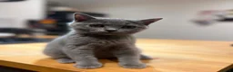 British Shorthair cats for sale: 👑🏆GCCF Registered British Shorthair Kittens🏆👑 - Advert 11