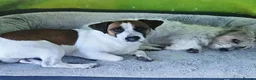 Jack Russell dogs for stud: Male JRT for stud - Advert 8