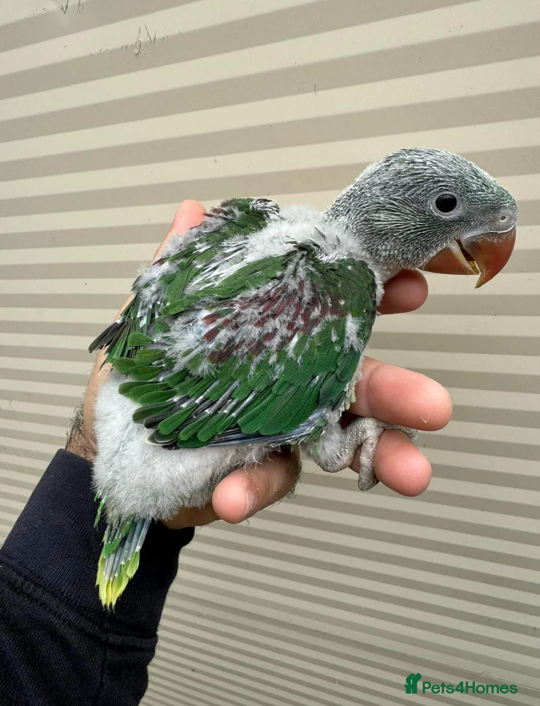 Parrots birds for sale: Super tame baby Ringneck and Alexandrine parrots in Barking - Advert 17