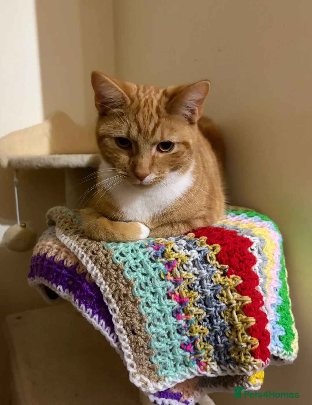 Domestic Shorthair cats for sale: 1 year old ginger male cat - Advert 1