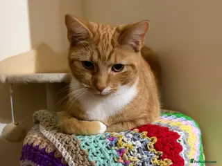 Domestic Shorthair cats 1 year old ginger male cat - Advert 1