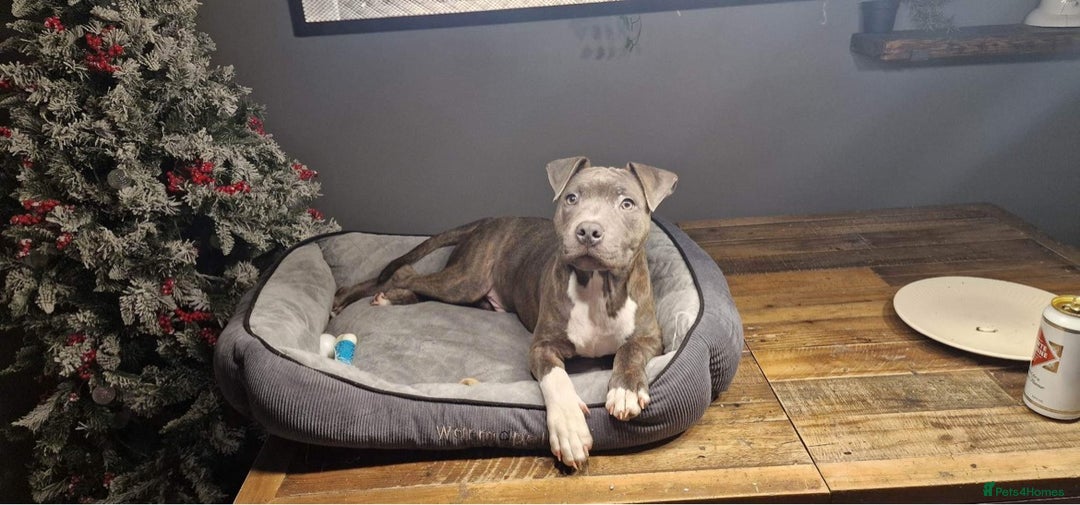 Staffordshire Bull Terrier dogs for sale: Loving Staffy Kobe Needs a New Forever Home 💙 - Image 4