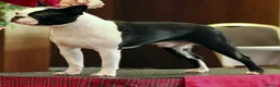 Boston Terrier dogs for sale: Exceptional puppies. Extensively tested parents.   - Advert 7