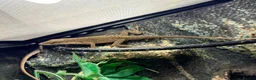 Mixed Breed reptiles for sale: 2 Anoles and 2 American Tree Frogs - Advert 6