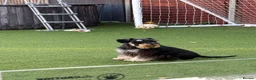 Miniature Schnauzer dogs for sale: 🐾 KC Registered Miniature Schnauzer Puppies 🐾 - Advert 20