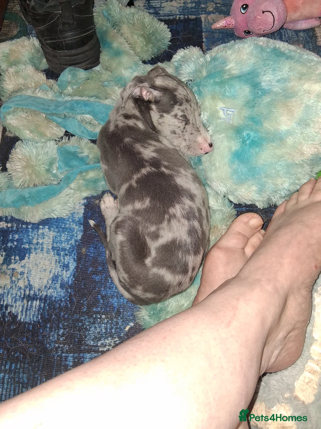 Italian Greyhound dogs for sale: Italian greyhound / whippet  - Advert 2