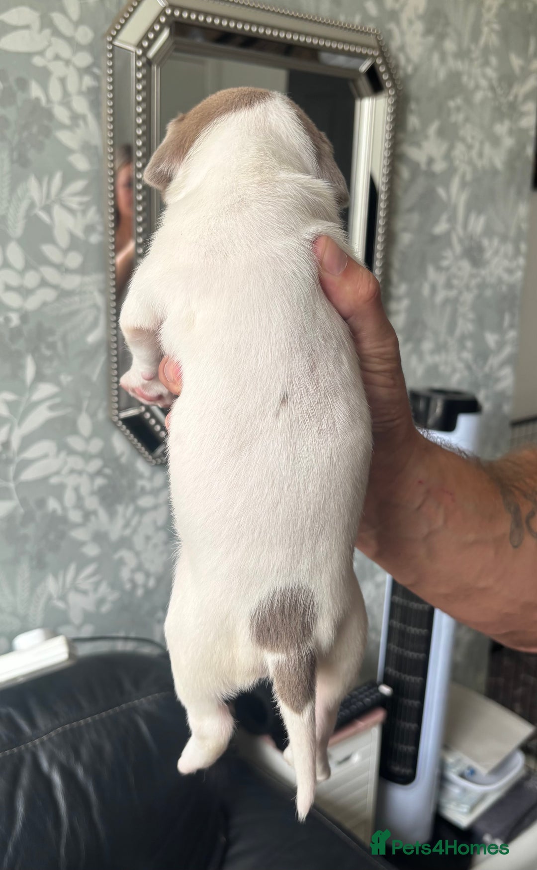 American Bull Staffy dogs for sale: 8 beautiful Amstaff puppies - Image 11