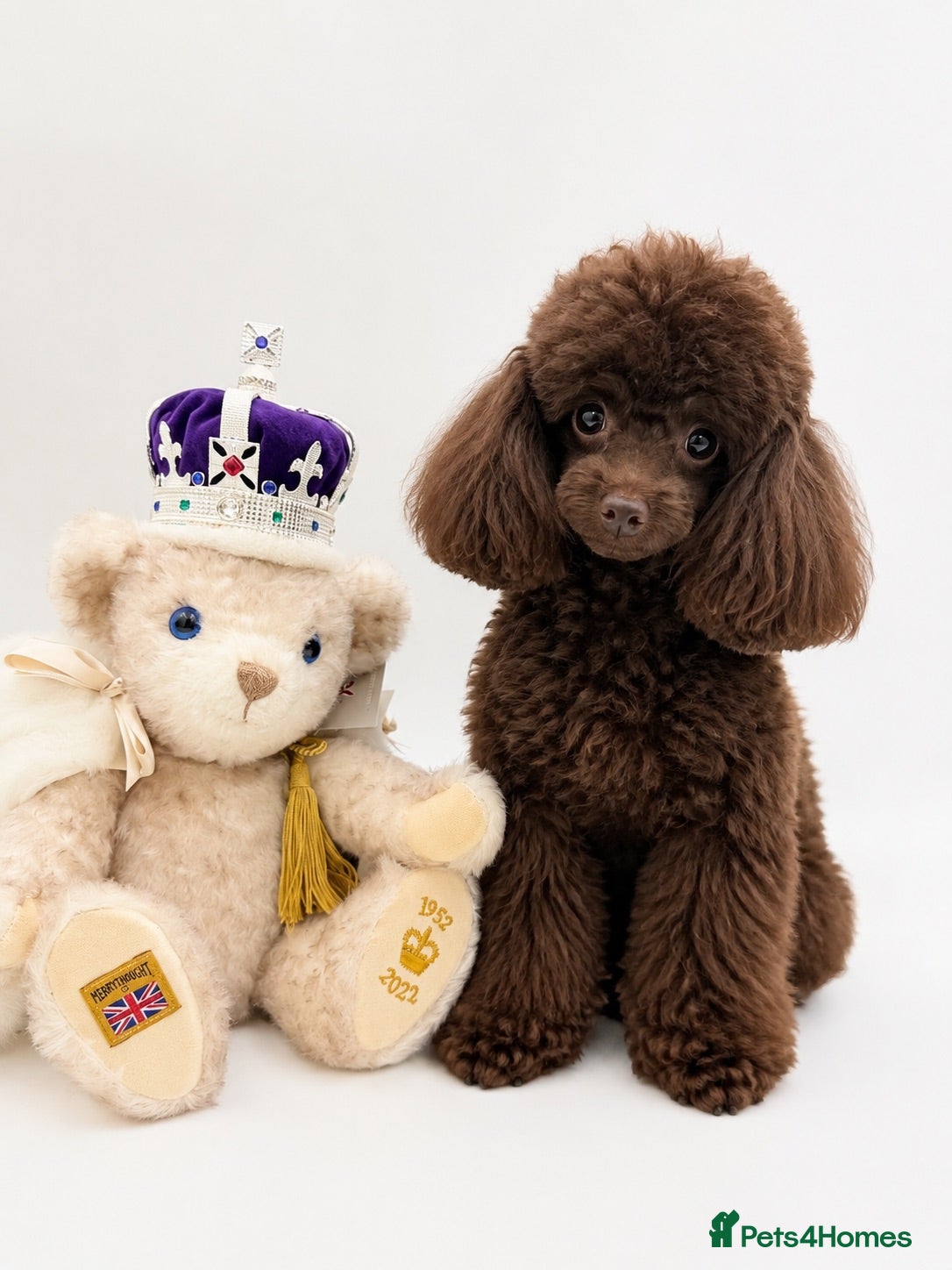 Toy Poodle dogs Chocolate Asian tiny toy poodles for sale  - Advert 2