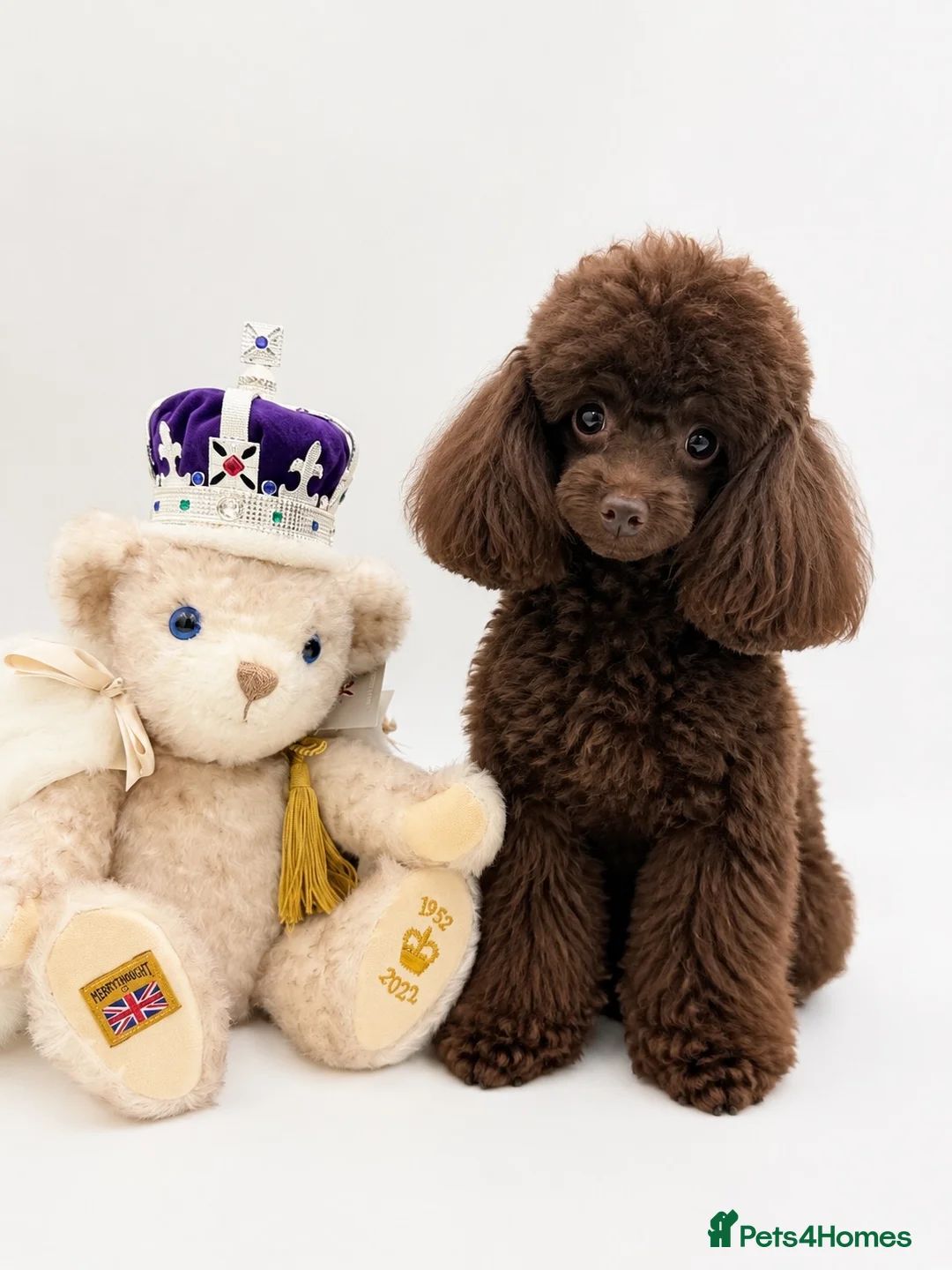 Toy Poodle dogs for sale: Chocolate Asian tiny toy poodles for sale  - Advert 1