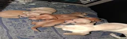 Dachshund dogs for sale: Dachshund puppies - Advert 2