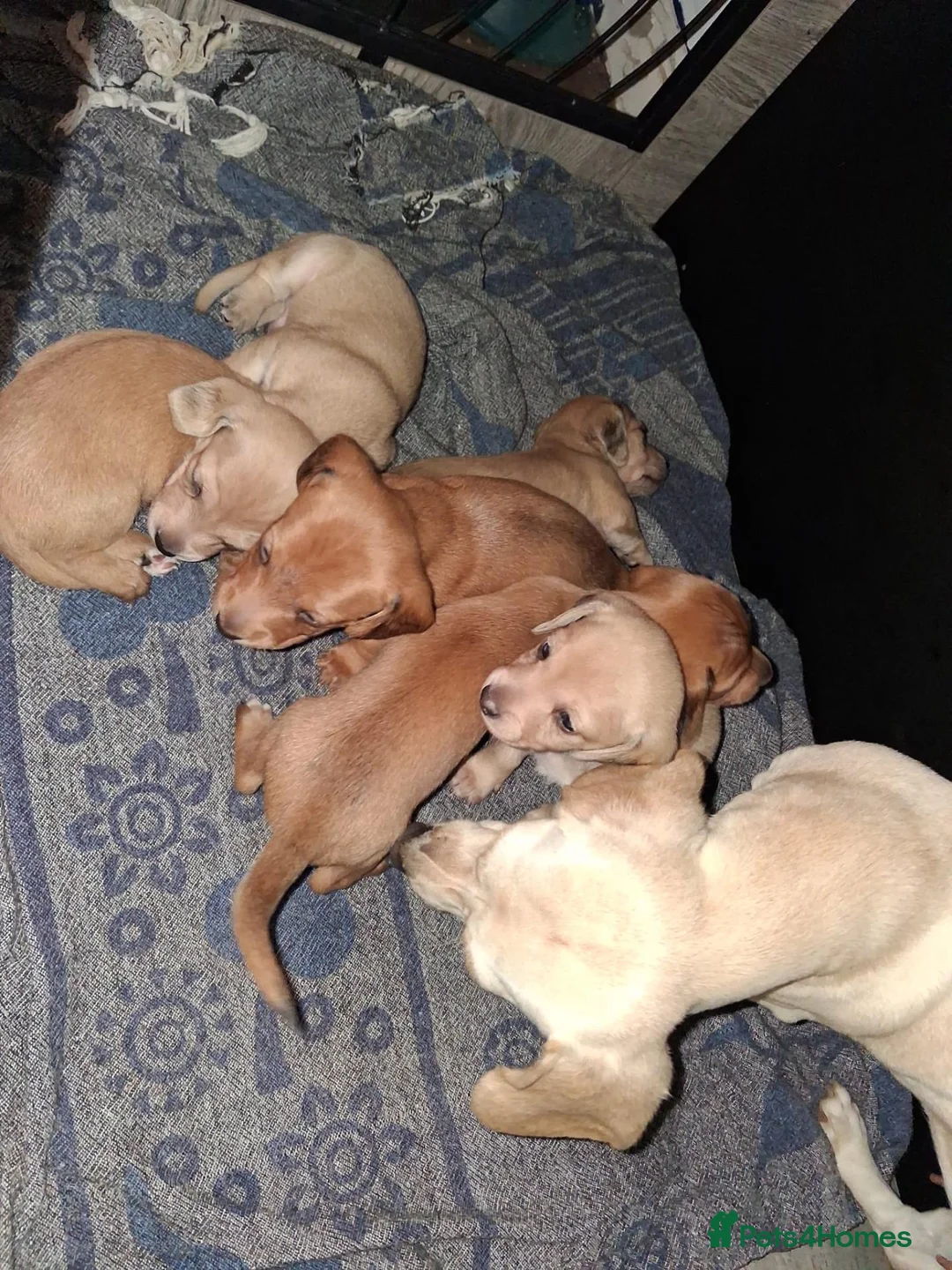 Dachshund dogs for sale: Dachshund puppies - Advert 2