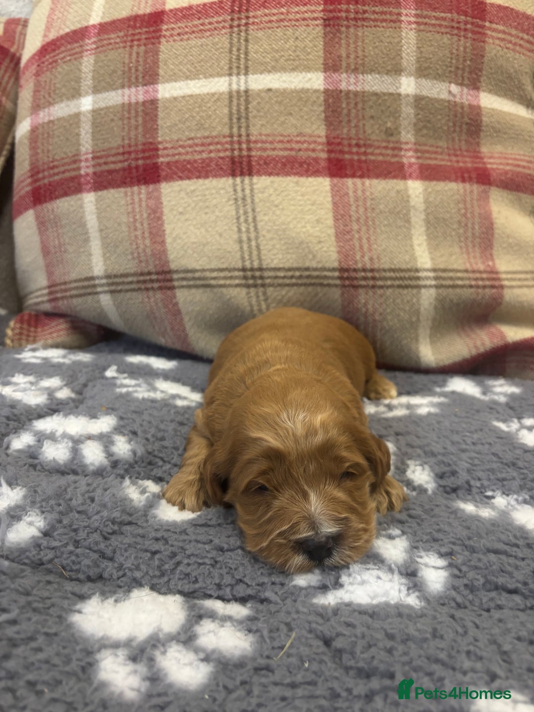 Cockapoo dogs for sale: Stunning F1 Cockapoos - Show H/Tested KC Parents!! - Advert 26