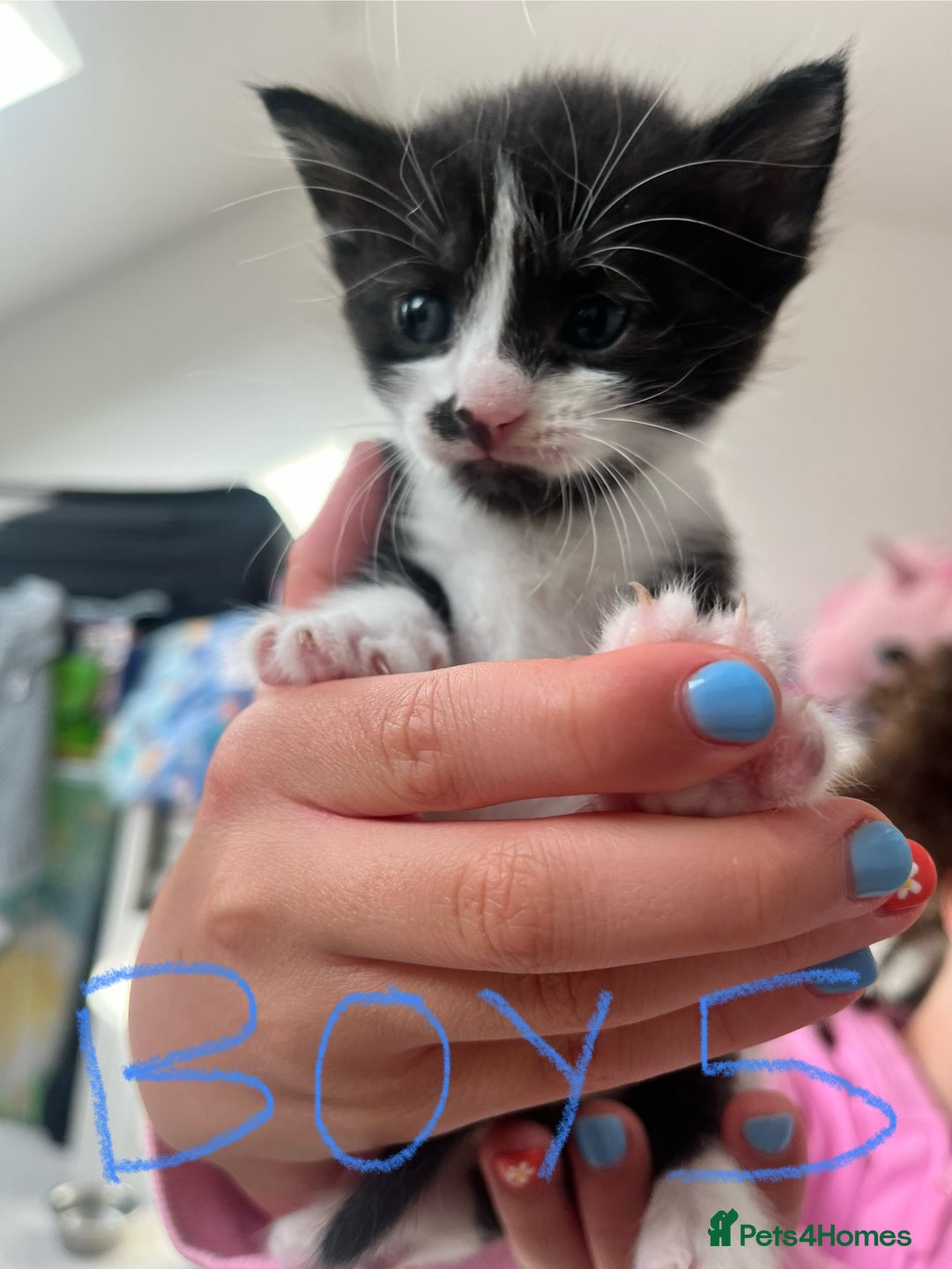 Mixed Breed cats for sale: 7 Beautiful black and white kittens  - Image 8
