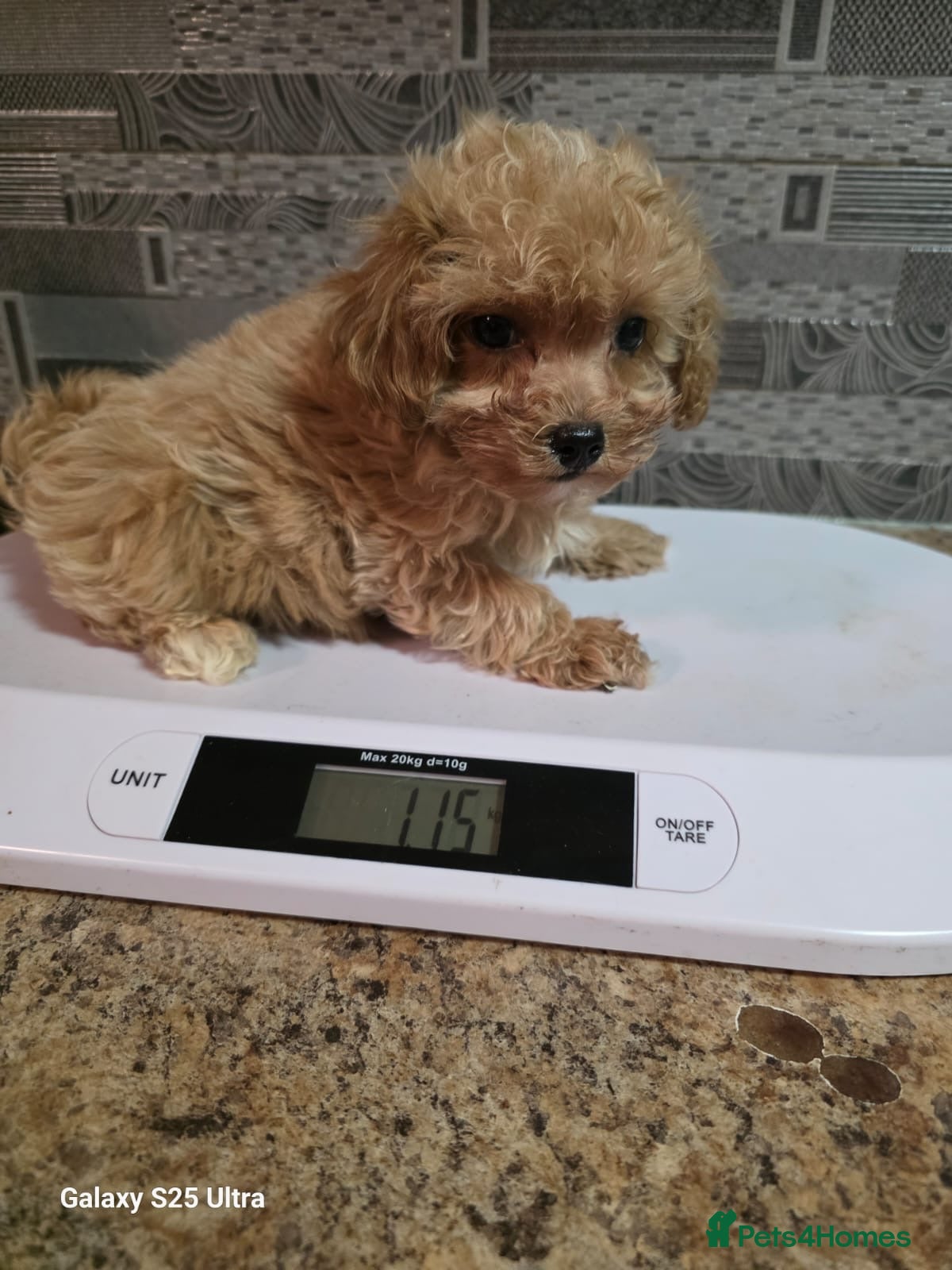 Maltipoo dogs Maltipoo Puppies – Two Beautiful Boys Available - Advert 2