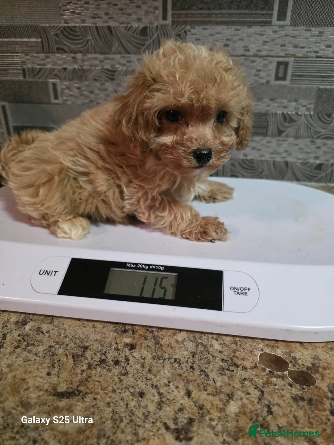 Maltipoo dogs for sale: Maltipoo Puppies – Two Beautiful Boys Available - Advert 2