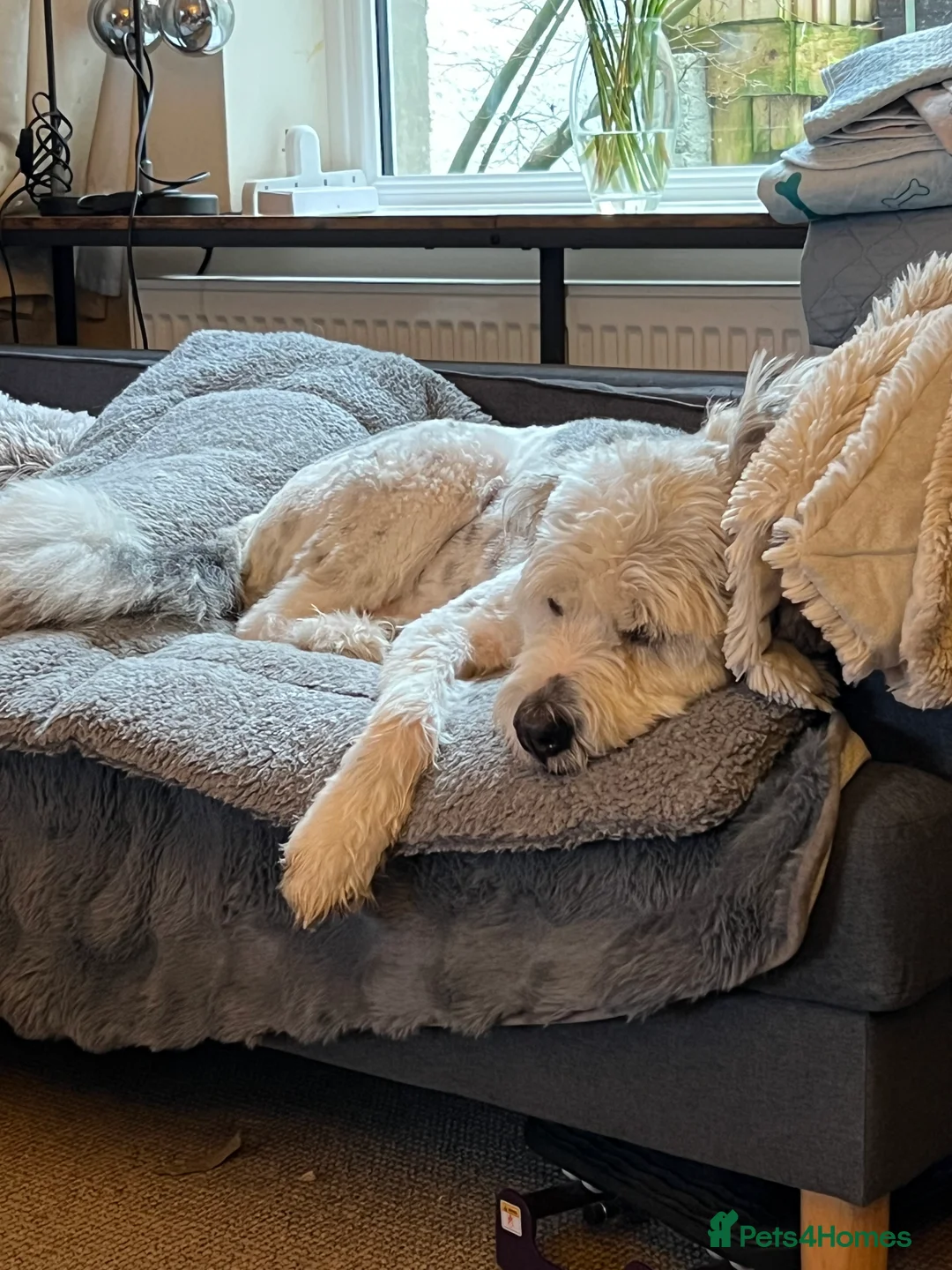 Mixed Breed dogs for adoption: Brian is looking for a home -Mioritic Shepherd  - Advert 22