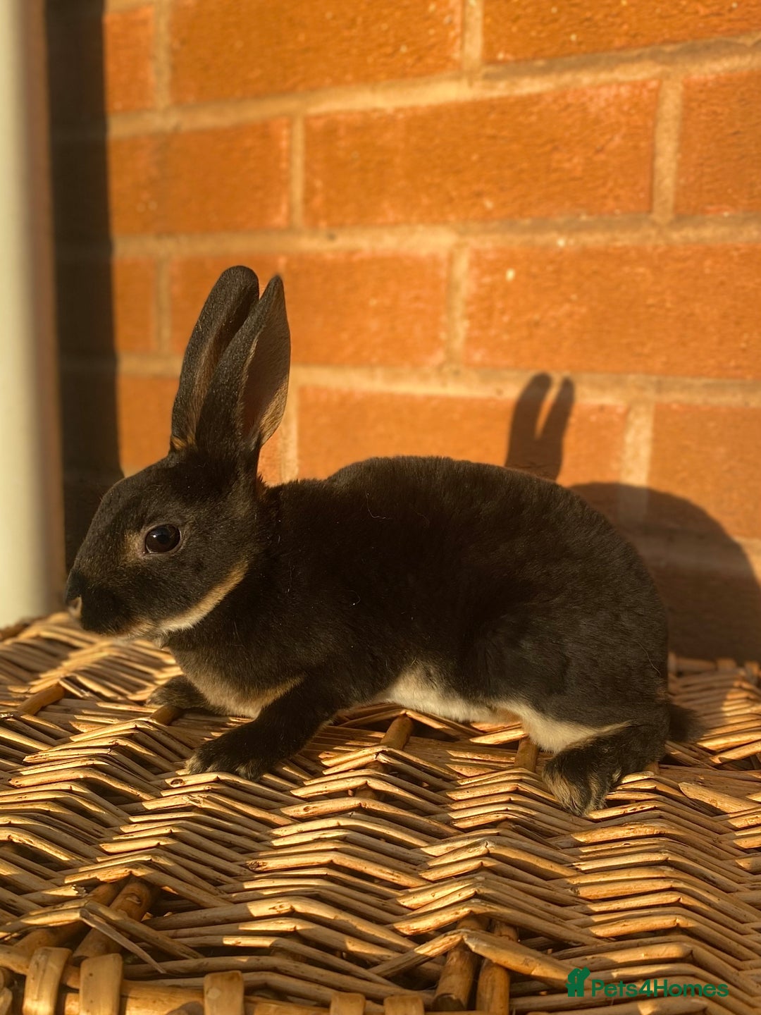 Rex rabbits for sale: Female & male otter/BEW mini rex rabbits  - Image 5