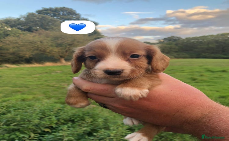 Cocker Spaniel dogs - Advert 1