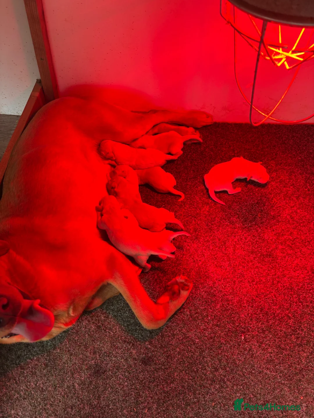 Labrador Retriever dogs for sale: KC Registered Labrador Puppies in Banchory - Advert 11