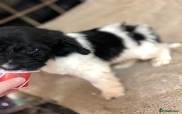 Cockapoo dogs for sale: 🍭stunning F1 cockerpoos🍭 in Spennymoor - Image 8