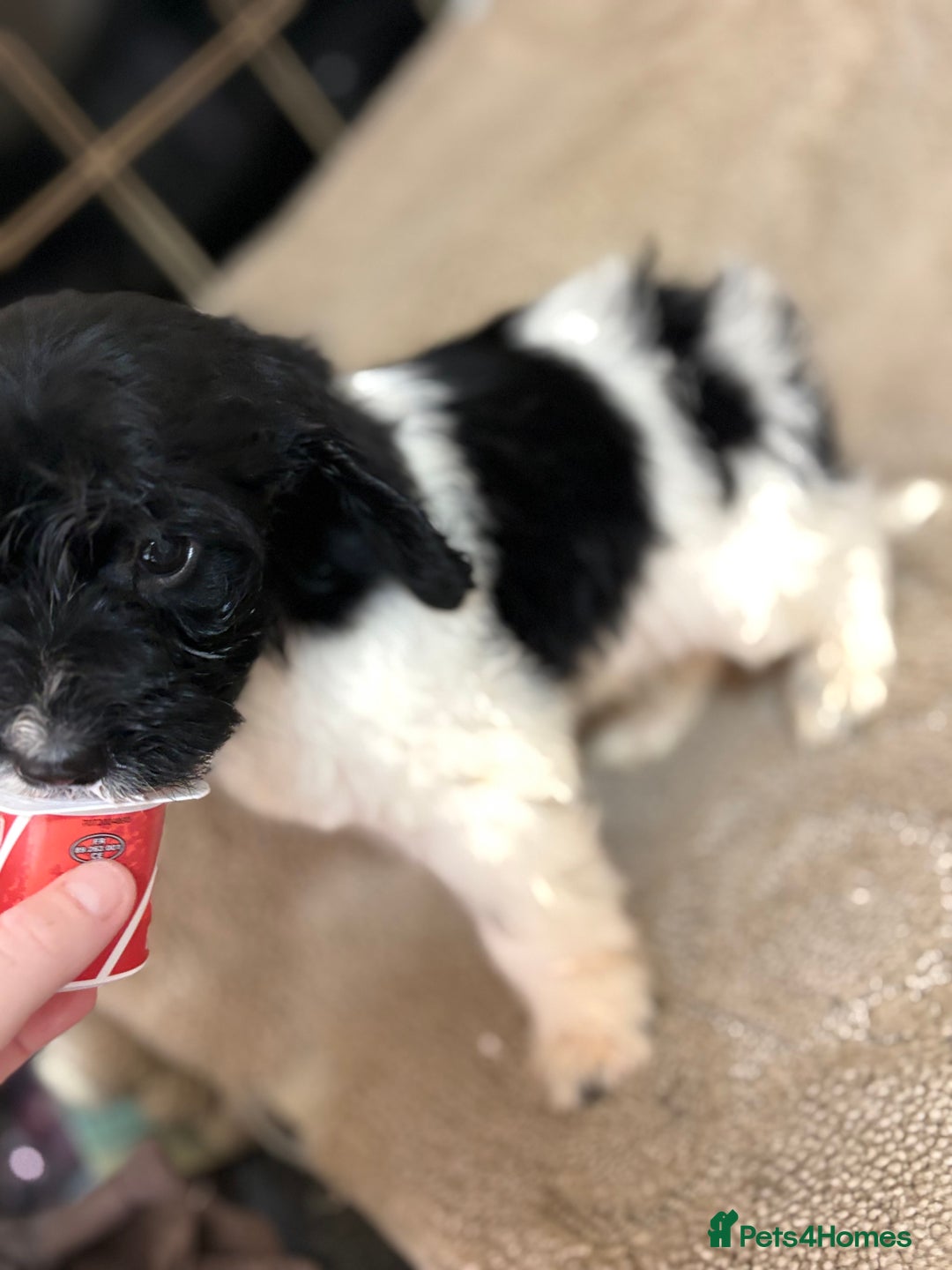 Cockapoo dogs for sale: 🍭stunning F1 cockerpoos🍭 in Spennymoor - Image 8
