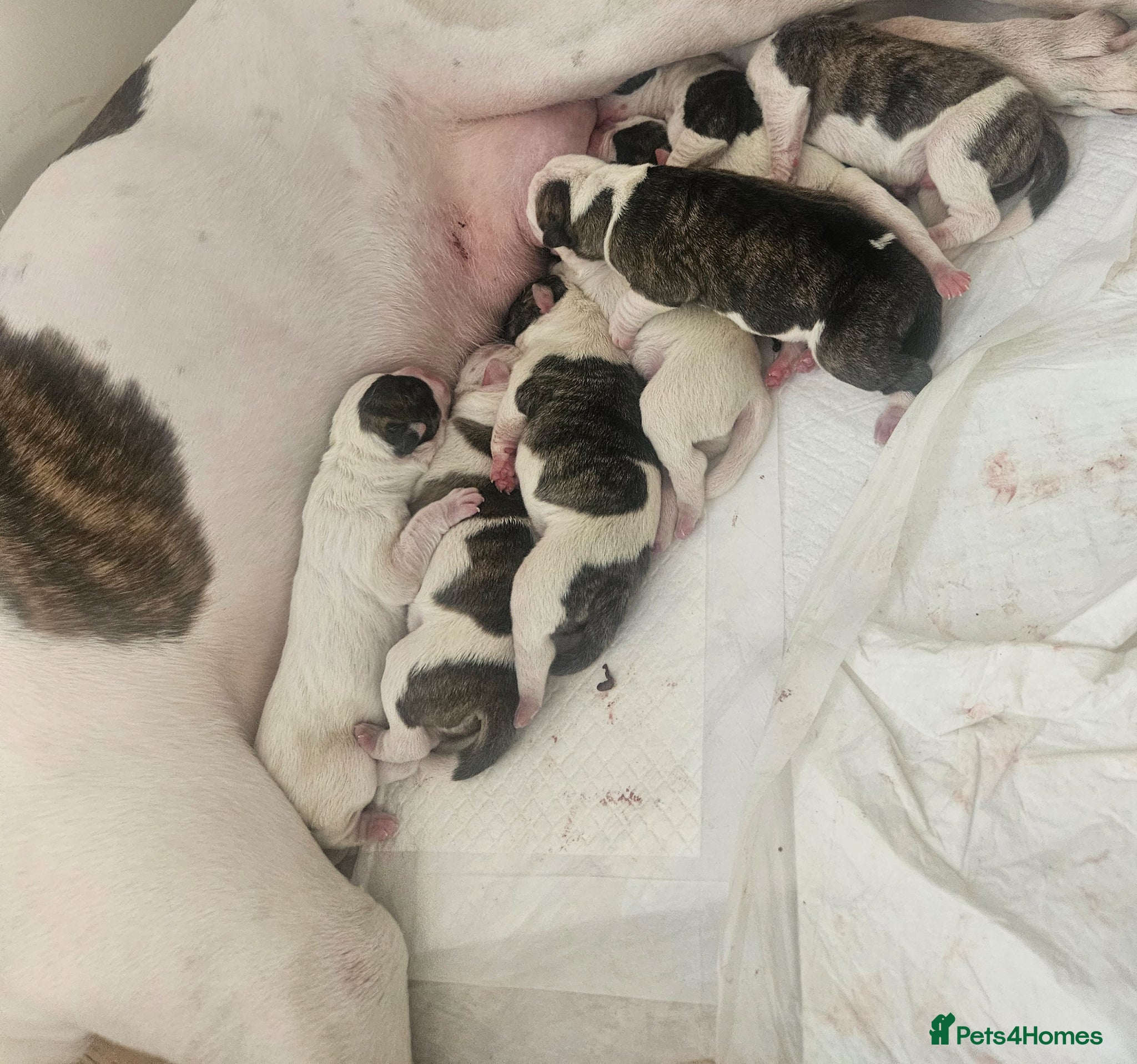 American Bulldog dogs for sale: American bulldog puppies  in Walsall - Advert 5