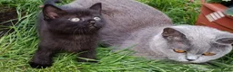 Mixed Breed cats for sale: Black kittens  - Advert 8