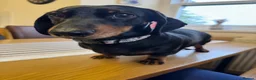 Miniature Dachshund dogs for sale: Beautiful Miniature Dachshund Puppies - Advert 11