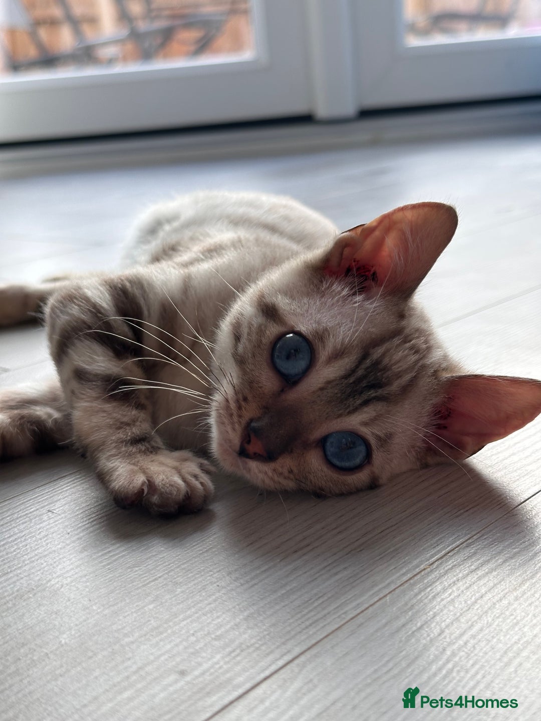 Bengal cats for sale: Snow lynx bengal  - Advert 1