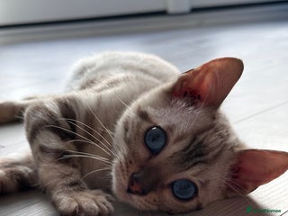 Bengal cats Snow lynx bengal - Advert 2