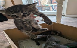 Domestic Shorthair cats for sale: Tabby and black kittens  - Image 11