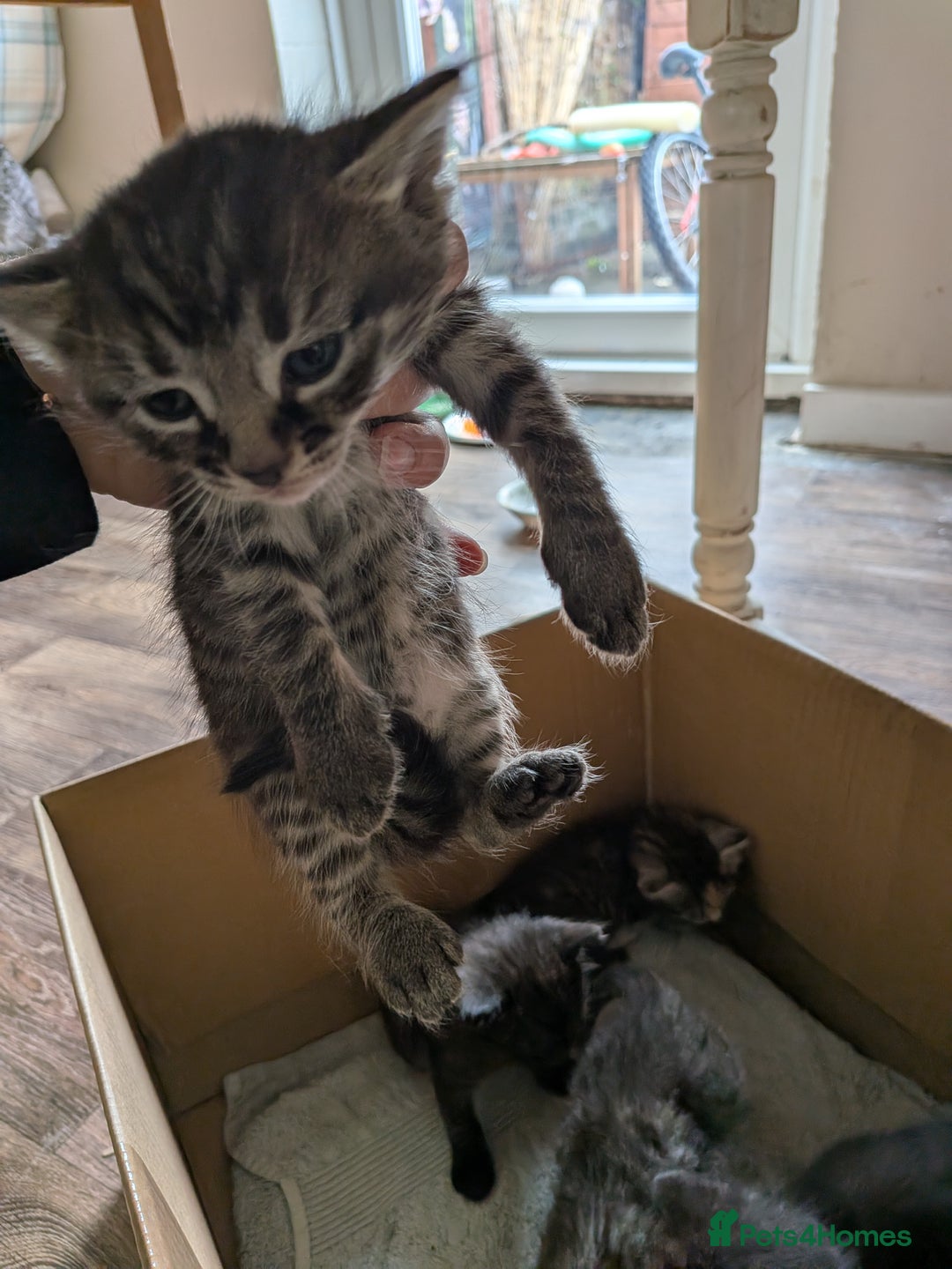 Domestic Shorthair cats for sale: Tabby and black kittens  - Image 11
