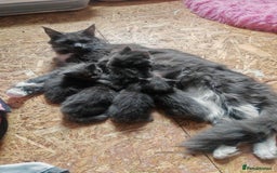 Ragcoon cats for sale: Amazing ragcoon kittens looking for lovely home  - Image 25