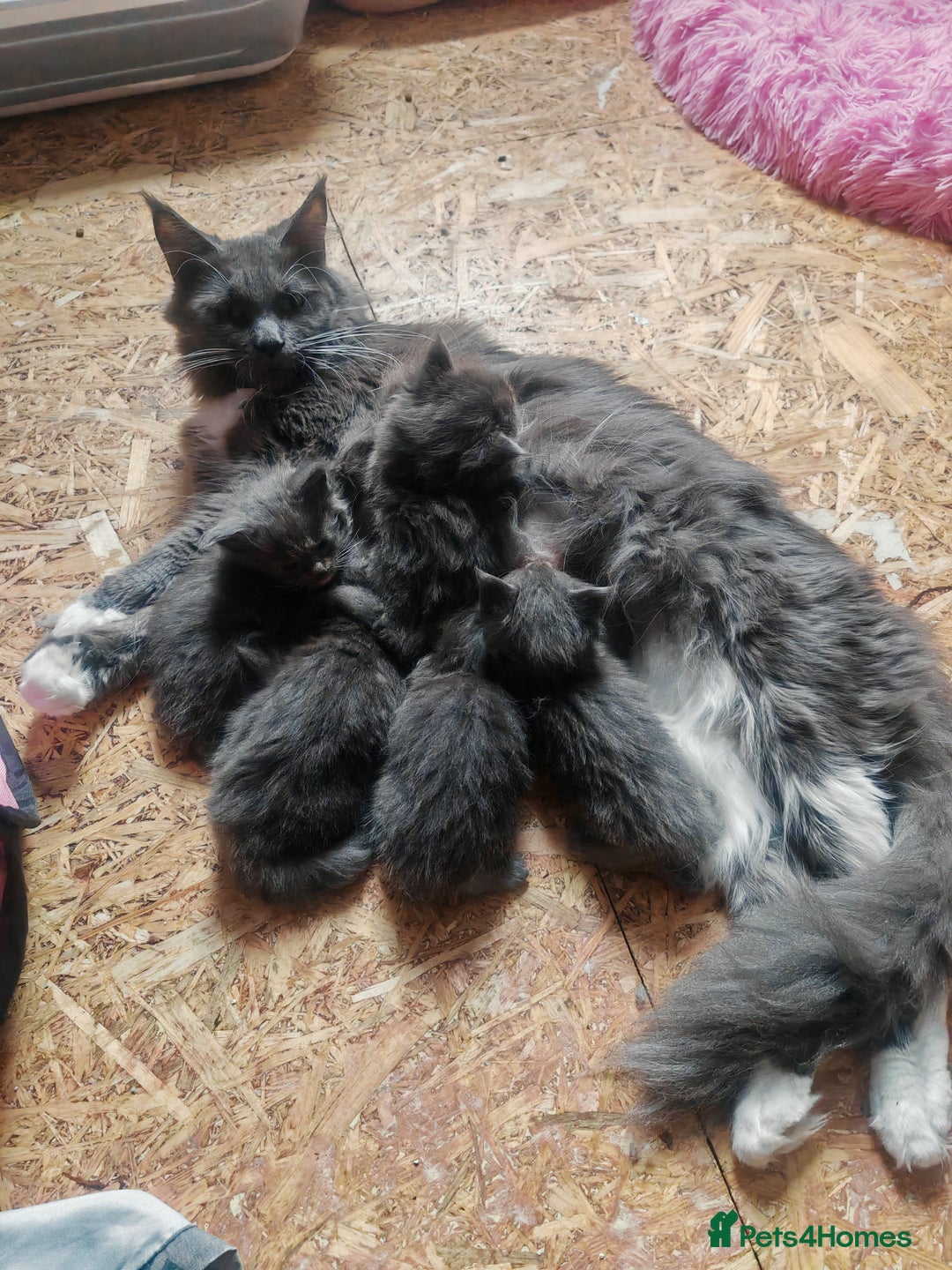 Ragcoon cats for sale: Amazing ragcoon kittens looking for lovely home  - Image 25