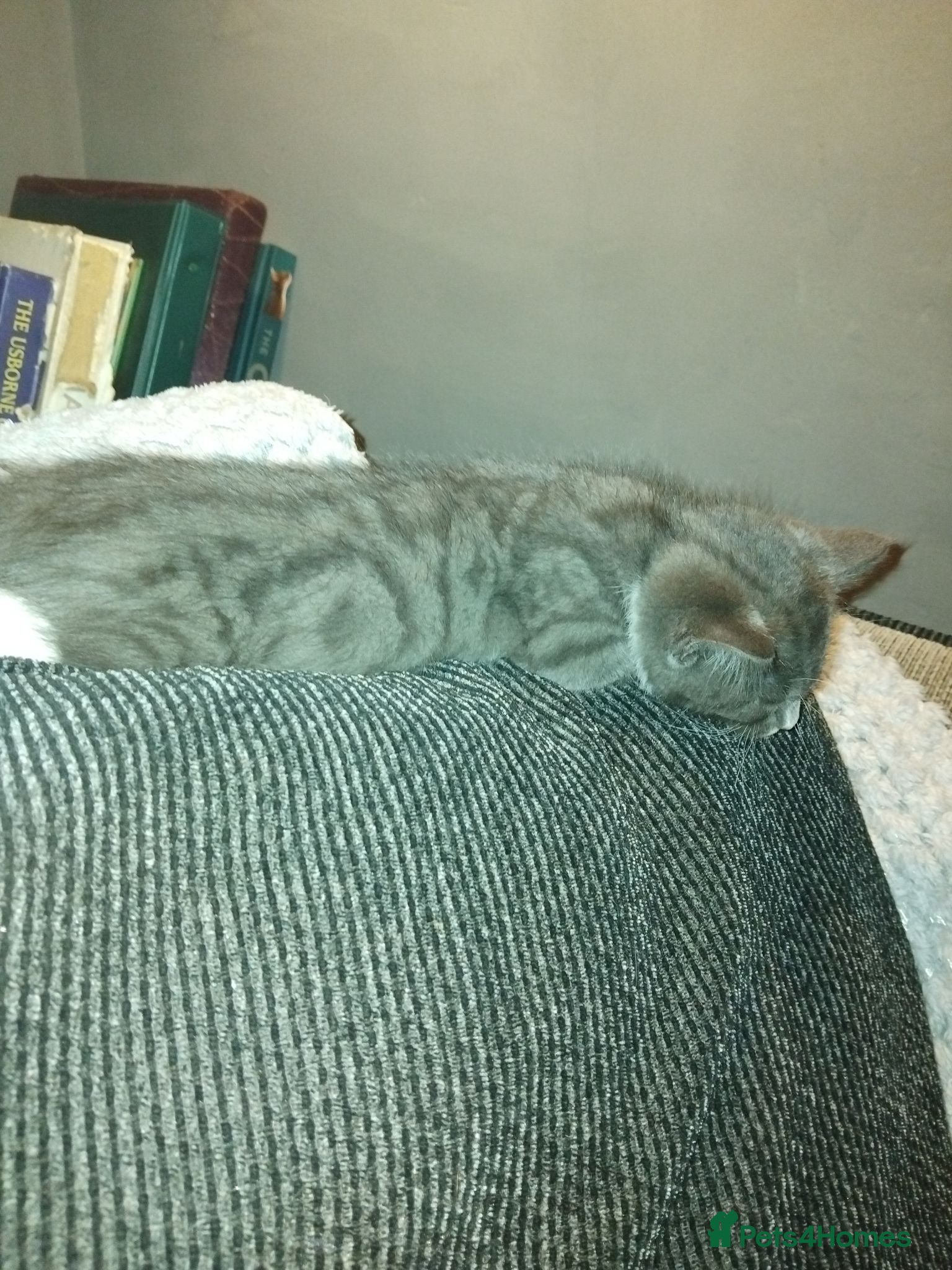 Mixed Breed cats Kittens for sale  - Advert 18