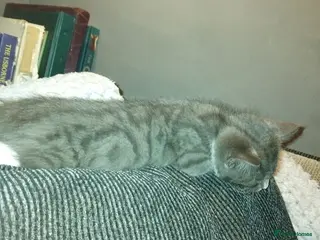 Mixed Breed cats Kittens for sale - Advert 3