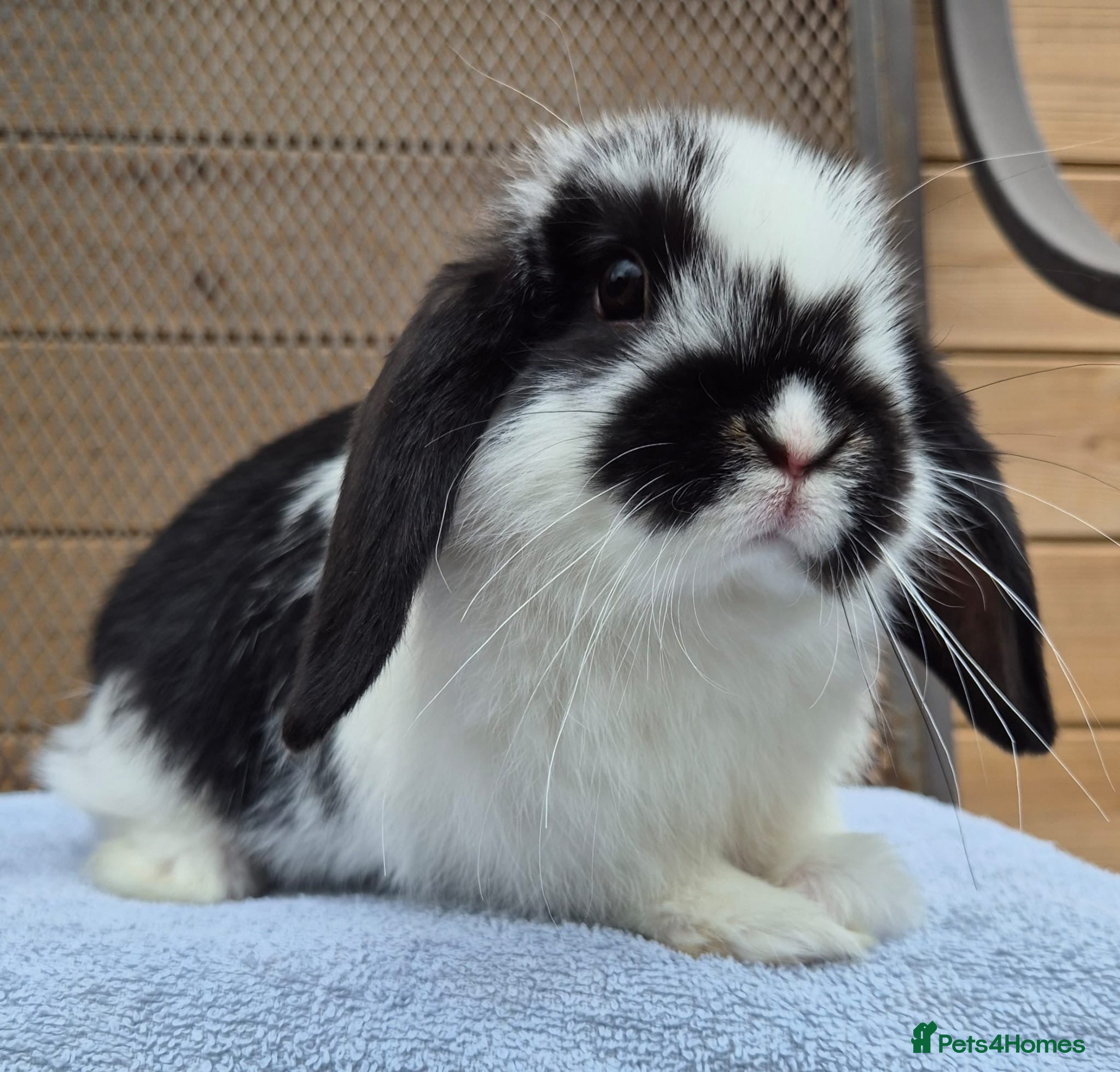 Mini Lop rabbits 8 weeks old mini lops 4 left 2 vaccinated  - Advert 2
